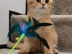 -猫十亿·布偶金渐层·曼基康矮脚猫舍(青年路店)