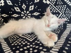 -平行世界·猫咖(首经贸店)