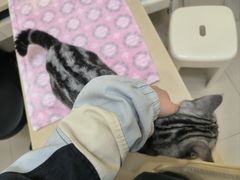 -瑞派康怡24h宠物医院·犬猫医疗中心·微创绝育(瑞景分院)