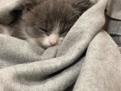 -宠爱国际动物医院· 猫科· 外科·中兽医(长白店)
