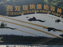 -西双版纳原始森林公园