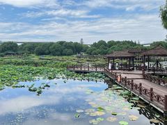 -荷塘月色湿地公园·向阳花洲