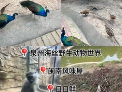 -泉州海丝野生动物世界