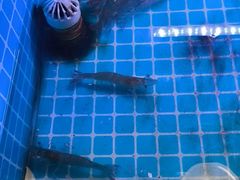 -海韵之星邮轮水会(明发商业广场店)
