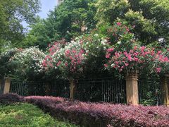 -麦当劳(景城邻里中心店)