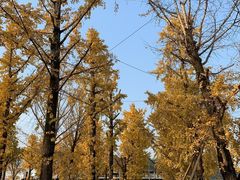 -两江幸福广场