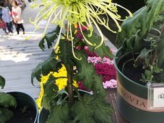 -菊花台公园