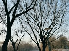 -大兴滨河森林公园
