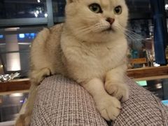 -吉丁鸟咖·异宠·寄养