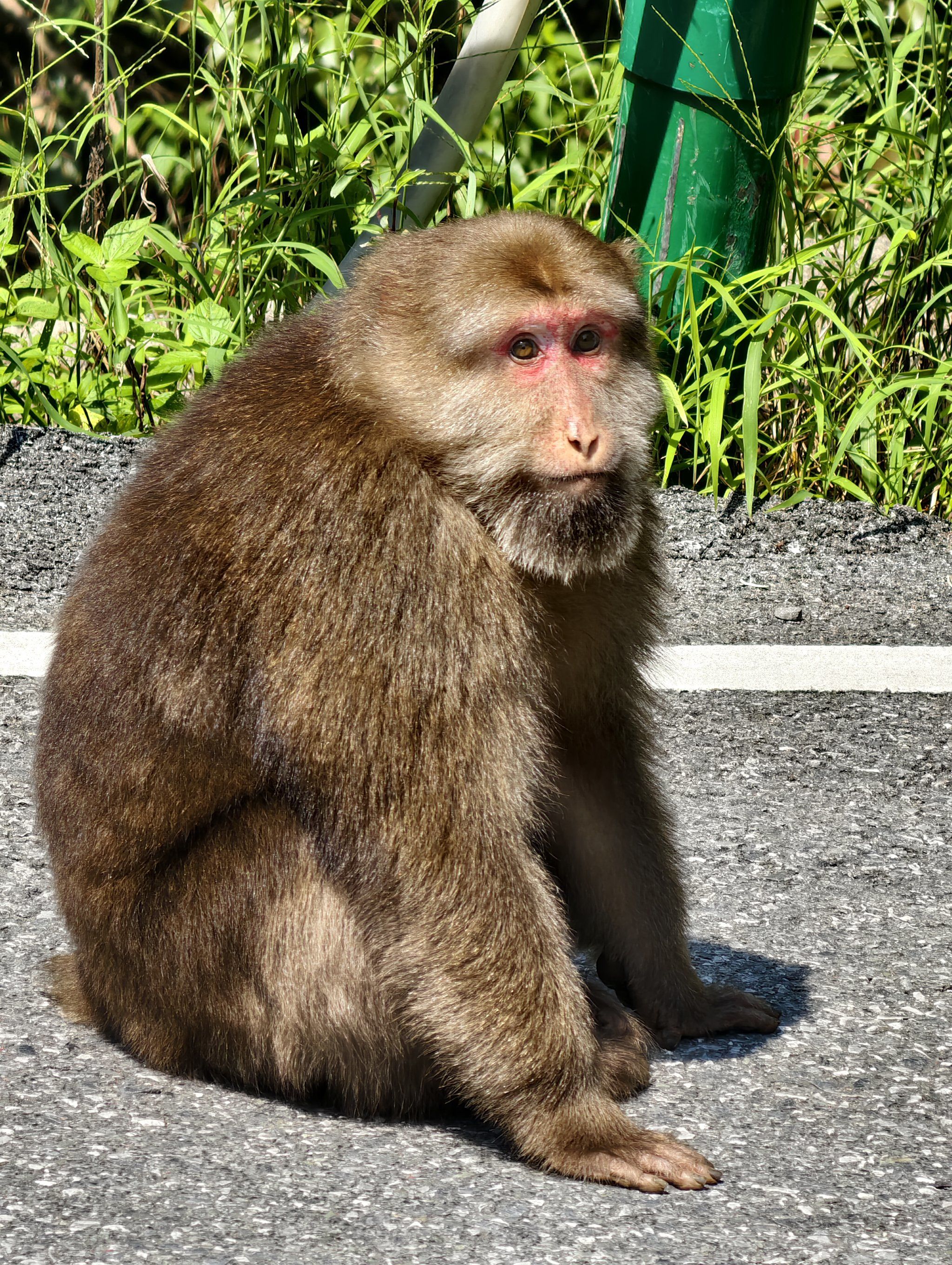 猴子们的自然家园