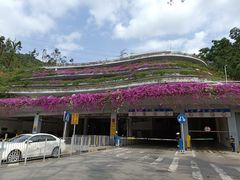 -深圳仙湖植物园-停车场