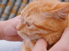 -喵屿·大理花园猫咖