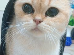 -动物缘宠物医院·骨科·猫科(西二环店)