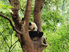景点-成都大熊猫繁育研究基地