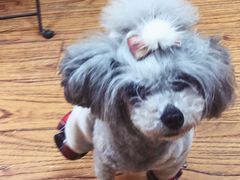 -志龙皇冠吃货椰子铺