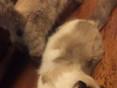 -喵zoo家庭繁育猫舍(尖东智能花园店)