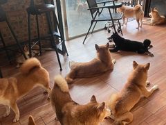 -柴犬高等学院·狗咖·柴犬售卖·宠物训练