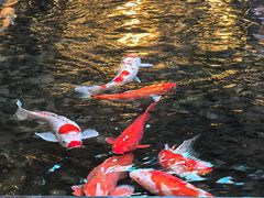-白天鹅宾馆-玉堂春暖餐厅