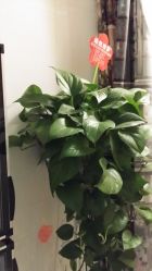 20141227_163527-克丽缇娜