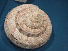 -青岛贝壳博物馆