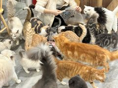 -楼上猫咖(罗湖店)