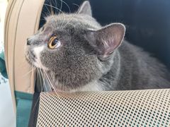 -瑞派旺宝宠物医院·犬猫全科综合·尿道专科(莲兴院)