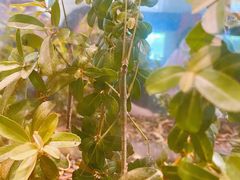 -上海昆虫博物馆