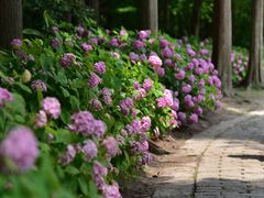 -上海滨江森林公园