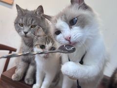 -楼上猫咖(罗湖店)