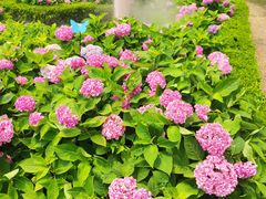 -上海共青森林公园