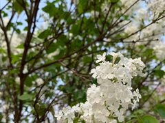 -石家庄市植物园