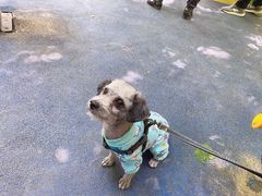 -佳怡动物医院·平价24小时·猫专科骨外科