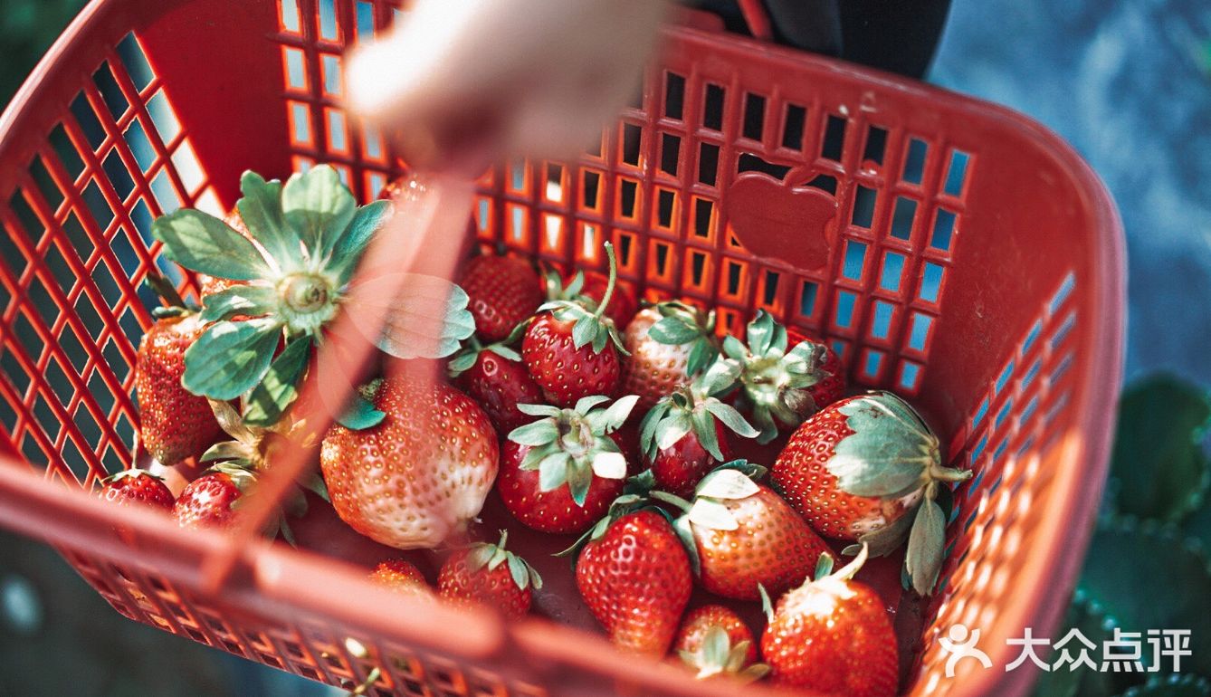 冬日里的草莓🍓｜惠州水口