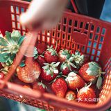 冬日里的草莓🍓｜惠州水口