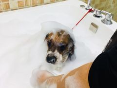 -汪小喵宠物·戴维斯乐芳希施宠馨宝皮毛调理洗护店