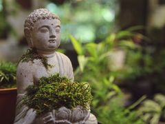 -植觉