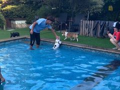 -汪说喵讲宠物乐园宠物酒店(红星美凯龙店)