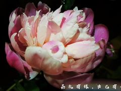 -白鹭原茶艺馆