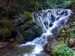 -莫里热带雨林景区