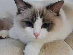 -有喵·猫咖·狗咖·30几只猫10只小狗(岗厦店)