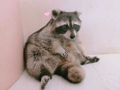 -浣熊柯尔鸭土拨鼠·电玩咖