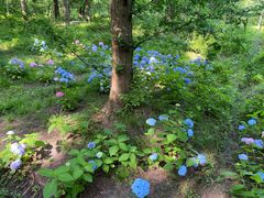 -黄海国家森林公园