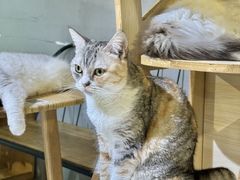 -豆逗聊愈猫阁Easy Life