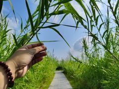 -泗洪洪泽湖湿地景区