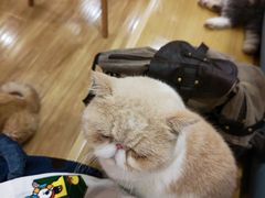 -滚猫咖啡·猫咖·猫友好撸猫(未来城店)