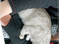 -喵园·猫主题咖啡厅·撸猫·猫咖(国贸店)