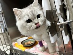 -创凡宠物医院·骨专科  猫科中心(西乡分院)