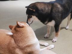 -逗柴咖啡屋·狗咖猫咖宠物桌游