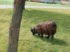 -北京鹿世界主题园