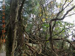 -祁门牯牛降观音堂风景区